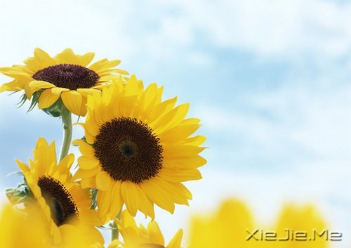 找一个理由，去否认忧伤 (1)