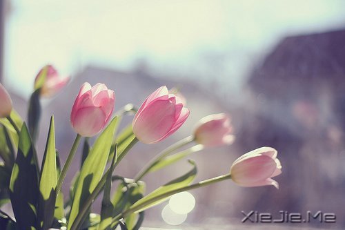 找一个理由，去否认忧伤 (8)