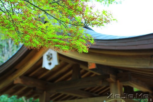 晚安心语：远处的是风景，近处的才是人生 (9)
